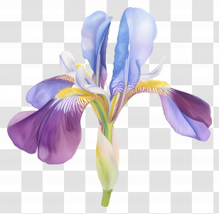 Algerian Iris - Purple And Blue Iris Flower Illustration Transparent PNG