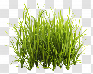 Grass Plant - Bright Green Grass For Spring Gardens Transparent PNG