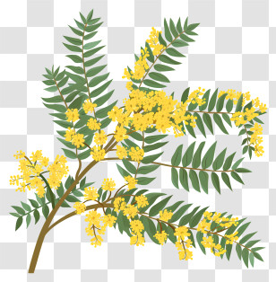 Mimosa Flower - Botanical Illustration Of Yellow Mimosa Branches Transparent PNG
