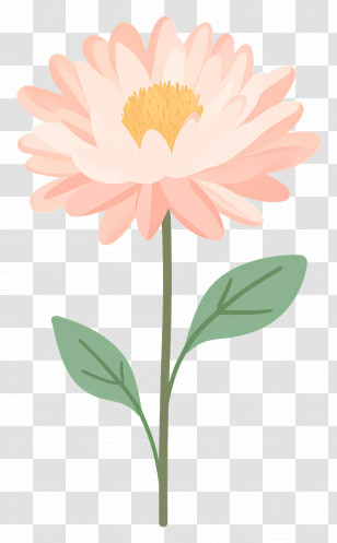 Pink Chrysanthemum Flower - Pink Flower Illustration Transparent PNG