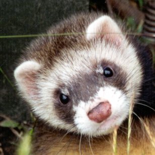 Polecat-ferret Hybrid Dog Pet Veterinarian - Silhouette - Ferret Transparent PNG