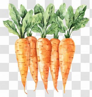 Carrots - Bunch Of Fresh Carrots Transparent PNG