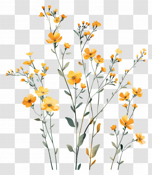 Yellow Flowers - Delicate Illustration Of Yellow Wildflowers Transparent PNG