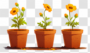 Marigolds Flower In Pot - Clay Pots With Yellow Flowers Blooming Transparent PNG