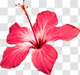 Clip Art Stock Photography Flower Shoeblackplant Floral Design - Drawing - Chaise Transparent PNG