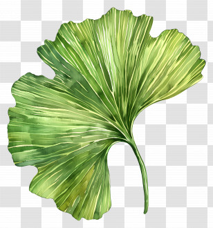 Ginkgo Leaf - Green Ginkgo Leaf Illustration For Nature Themes Transparent PNG