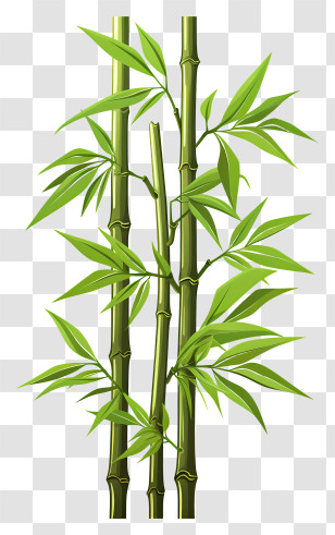 Hand Drawn Bamboo Stem - Realistic Green Bamboo Stalks Illustration Transparent PNG