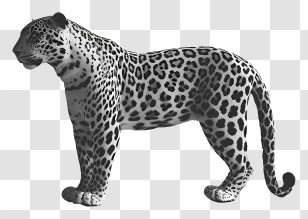 Leopard - Realistic Black And White Leopard Illustration Transparent PNG