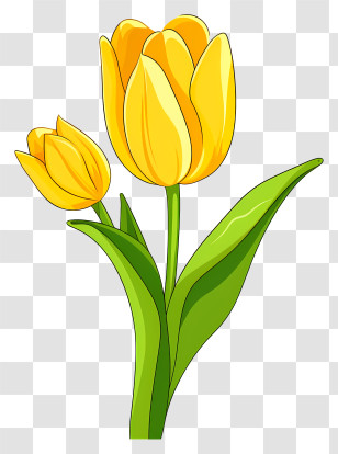 Yellow Tulip - Yellow Tulip Flowers Transparent PNG