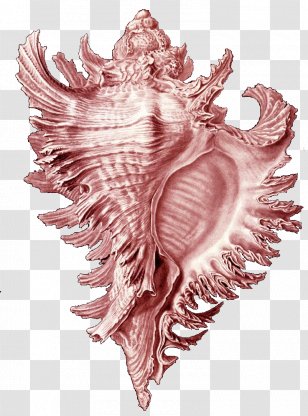 Art Forms In Nature Seashell Printmaking Printing Conch - Flower Transparent PNG