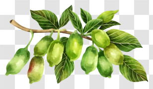 Cartoon - Green Fruits On Branch Transparent PNG