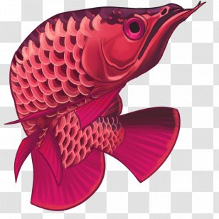Asian Arowana Ornamental Fish Animal - Red Transparent PNG