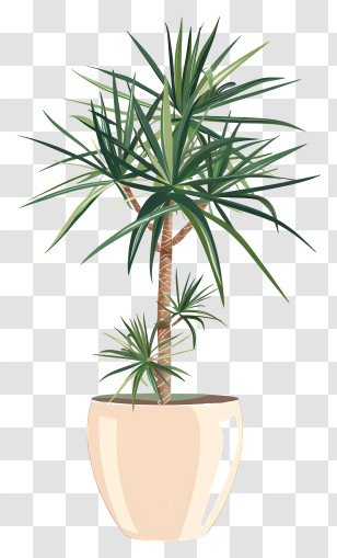 Yucca - Potted Dracaena Plant Illustration Transparent PNG