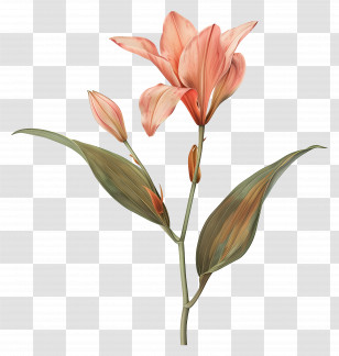 Lily Stem - Pink Lily Flower Illustration Transparent PNG