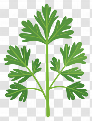 Parsley Leaf - Illustration Of Fresh Green Cilantro Herb Transparent PNG