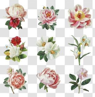 Floral Paintings - Assortment Of Pink Flowers Transparent PNG