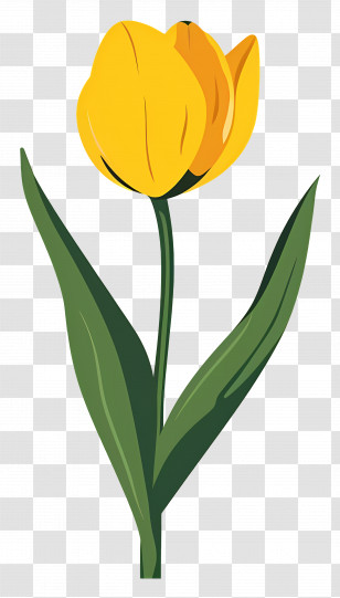Yellow Tulip - Yellow Tulip Flower Illustration Transparent PNG