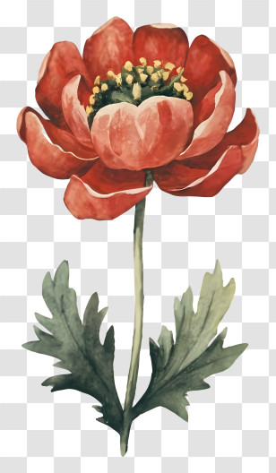Watercolor Painting - Red Flower Illustration Transparent PNG