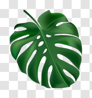 Green Leaf - Minimalistic Simple Green Monstera Leaf Transparent PNG