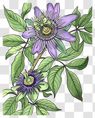 Blooming Flower - Passionflower Plant Botanical Illustration Transparent PNG