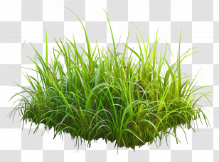 Meadow Grass - Green Grass Patch Illustration Symbolizing Nature Transparent PNG