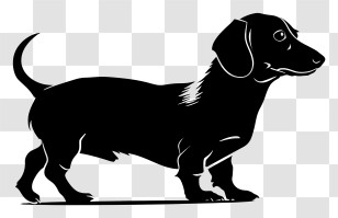 Dog Silhouette - Black Dachshund Silhouette Design Transparent PNG