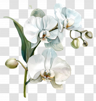 Orchid Flower - Elegant White Orchid Flowers Transparent PNG