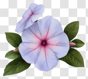 Elegant Periwinkle Flower - Lavender Flower With Green Leaves Transparent PNG