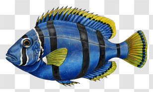 Blue And Yellow Fish - Blue Striped Fish Illustration Transparent PNG