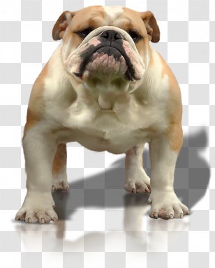 Dorset Olde Tyme Bulldogge Toy Bulldog English American Valley - Dog Breed Group - Lucky Strike Transparent PNG
