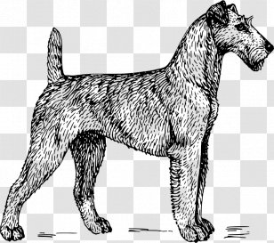 Irish Terrier Scottish Bull Sealyham - Small Animal Transparent PNG