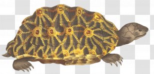 Turtle Clip Art Image Illustration - Ernst Haeckel Transparent PNG