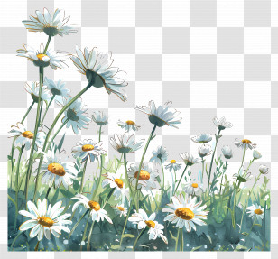 Daisy Field - White Daisy Flowers In Green Meadow Illustration Transparent PNG