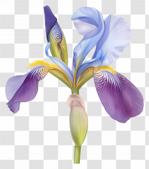Algerian Iris - Elegant Purple Iris Flower Illustration Transparent PNG