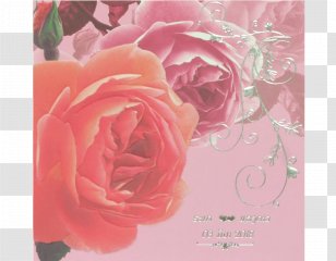 Garden Roses Cabbage Rose Floribunda Greeting & Note Cards Floral Design - Pink Transparent PNG