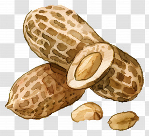 Peanut - Illustration Of Peanuts In Shell Transparent PNG