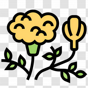 Marigold Flower - Cauliflower Plant Transparent PNG