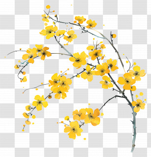 Yellow Flowers - Yellow Blossoms On Delicate Branches Transparent PNG