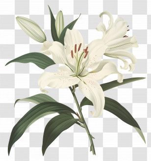 White Lily - White Lily Flower Bloom With Green Stems Transparent PNG