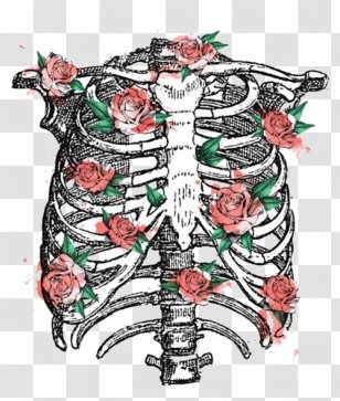 Rib Cage Image Anatomy Clip Art - Silhouette - Ribs Transparent PNG