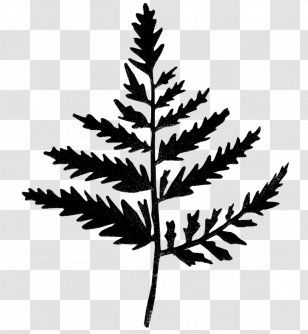 Plant Stem Leaf Twig Line Silhouette - Jack Pine - Flower Transparent PNG