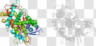 Illustration Graphic Design Tree Product Graphics - Organism - Cytochrome P450 Reductase Transparent PNG