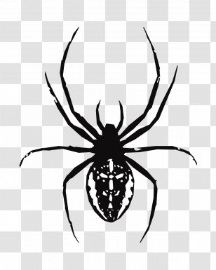 Spider Web Vector Graphics Illustration - Southern Black Widow ...