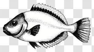 Art - Black And White Illustrated Fish Transparent PNG