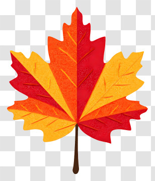 Autumn Maple Leaf - Colorful Maple Leaf Illustration Transparent PNG