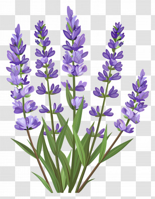 Lavender Flower - Lavender Plant With Purple Flowers Illustration Transparent PNG