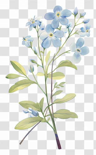 Forget Me Not Flower - Blue Wildflower Branch Botanical Illustration Transparent PNG