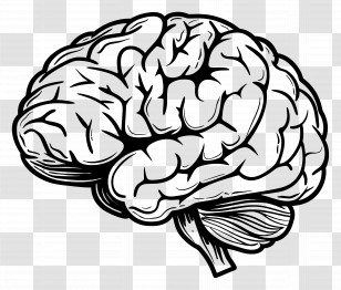 Brain - Black And White Brain Illustration Transparent PNG