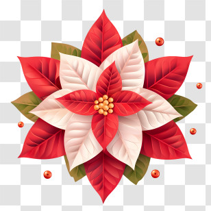 Poinsettia - Red And White Poinsettia Flower Illustration Transparent PNG