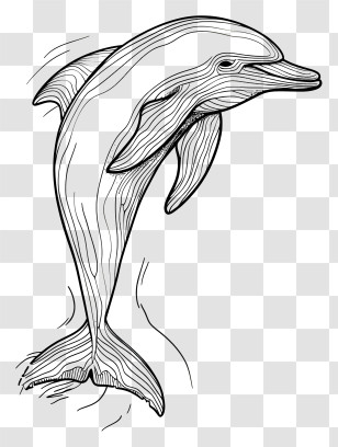 Dolphin Day - Dolphin Line Illustration In Artistic Style Transparent PNG